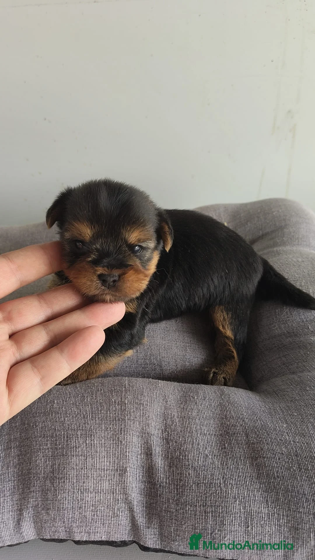 Yorkshire Terrier perros en venta: Yorkshire - Anuncio 4