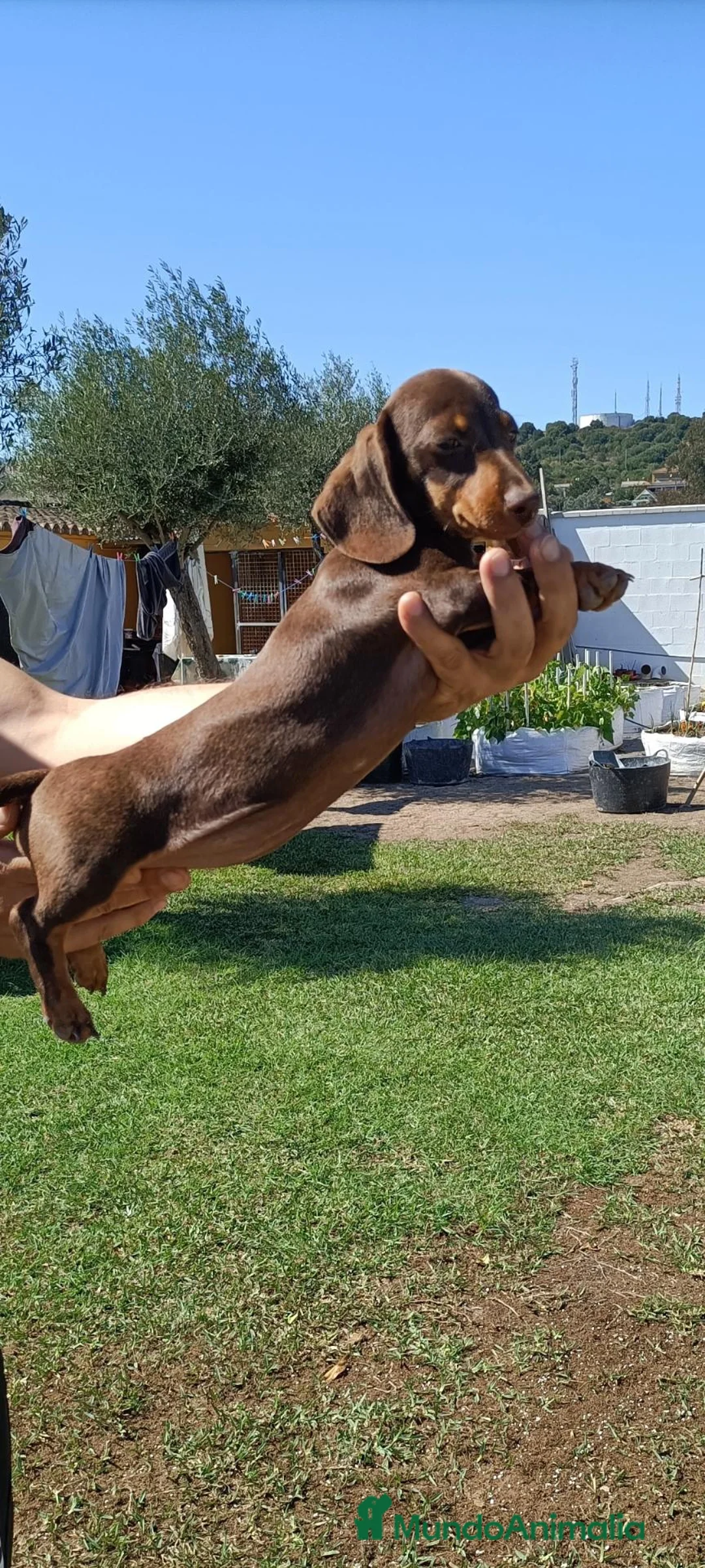 Teckel perros en venta: Preciosos cachorros teckel de pura raza - Anuncio 6