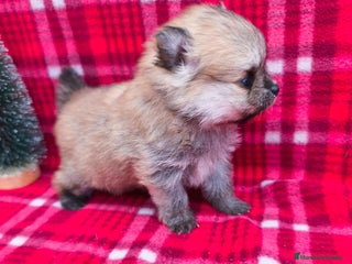 Pomerania perros Pomeraria hembra - Anuncio 1