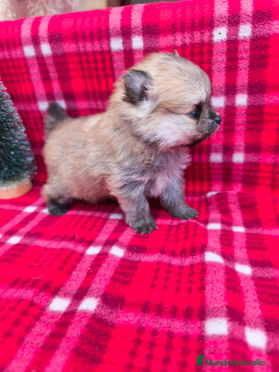 Pomerania perros en venta: Pomeraria hembra  - Anuncio 1