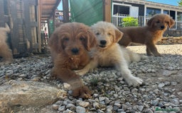 Goldendoodle perros en venta: Goldendoodle  - Imagen 2