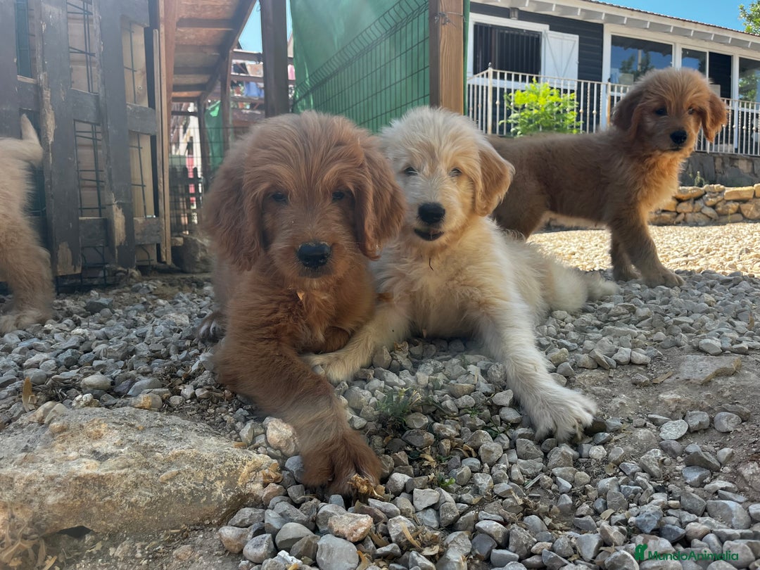 Goldendoodle perros en venta: Goldendoodle  - Imagen 2