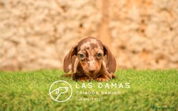 Teckel perros en venta: Cachorros de teckel arlequín disponibles - Imagen 2