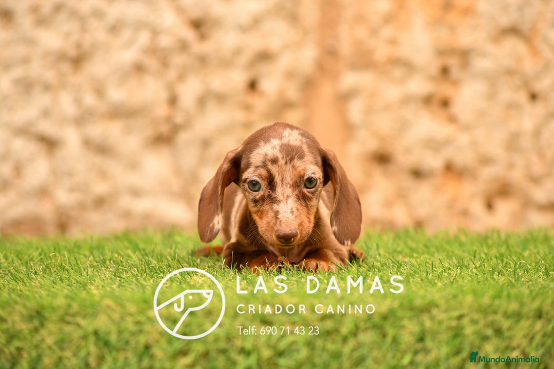 Teckel perros en venta: Cachorros de teckel arlequín disponibles - Imagen 2