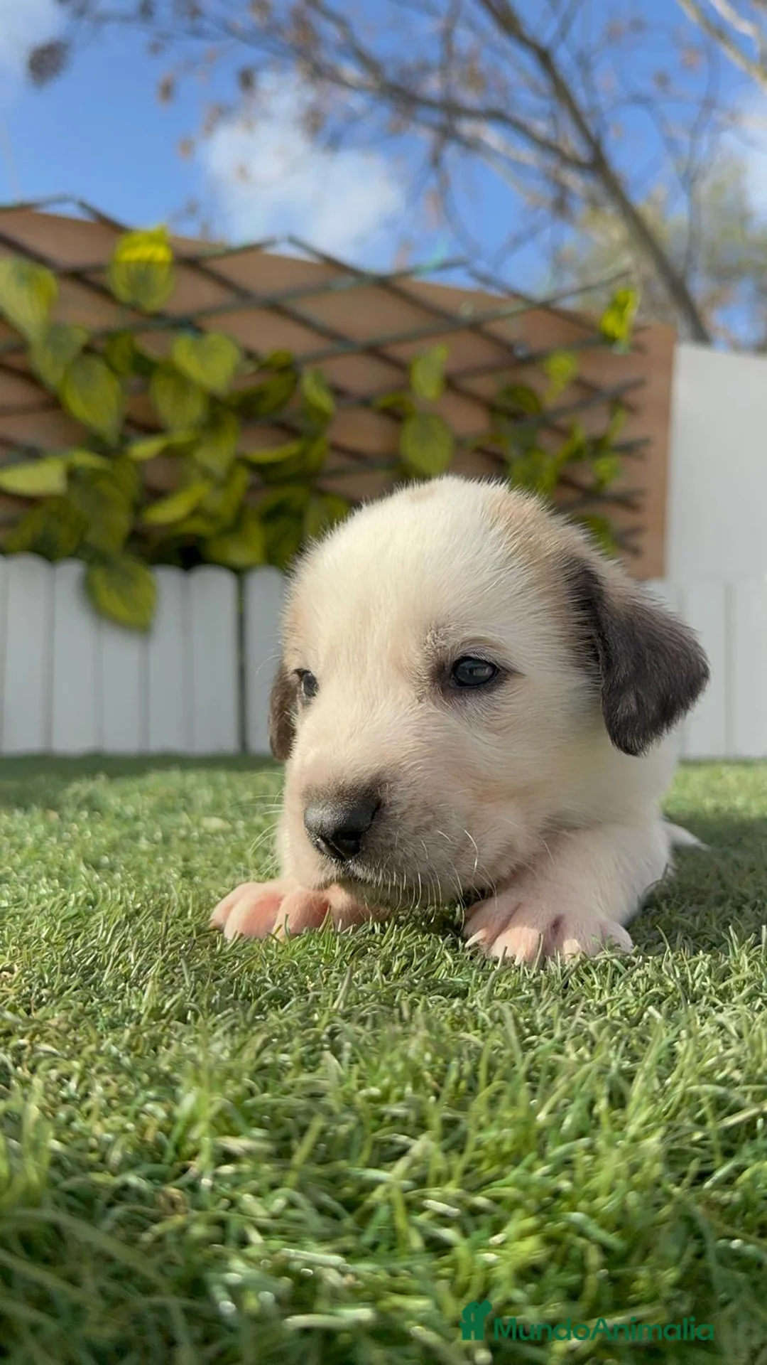 Mastín Español perros en venta: MASTIN ESPAÑOL - Anuncio 8