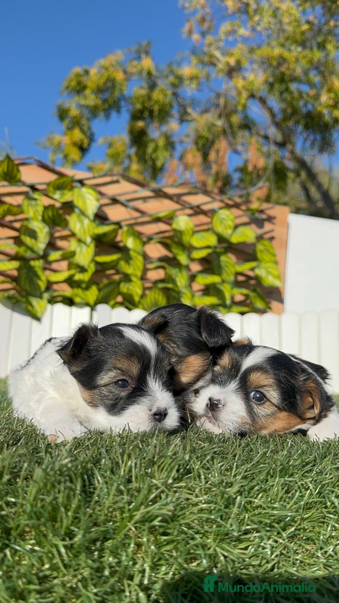 Yorkshire Terrier perros en venta: YORKSHIRE BIEWER - Anuncio 4