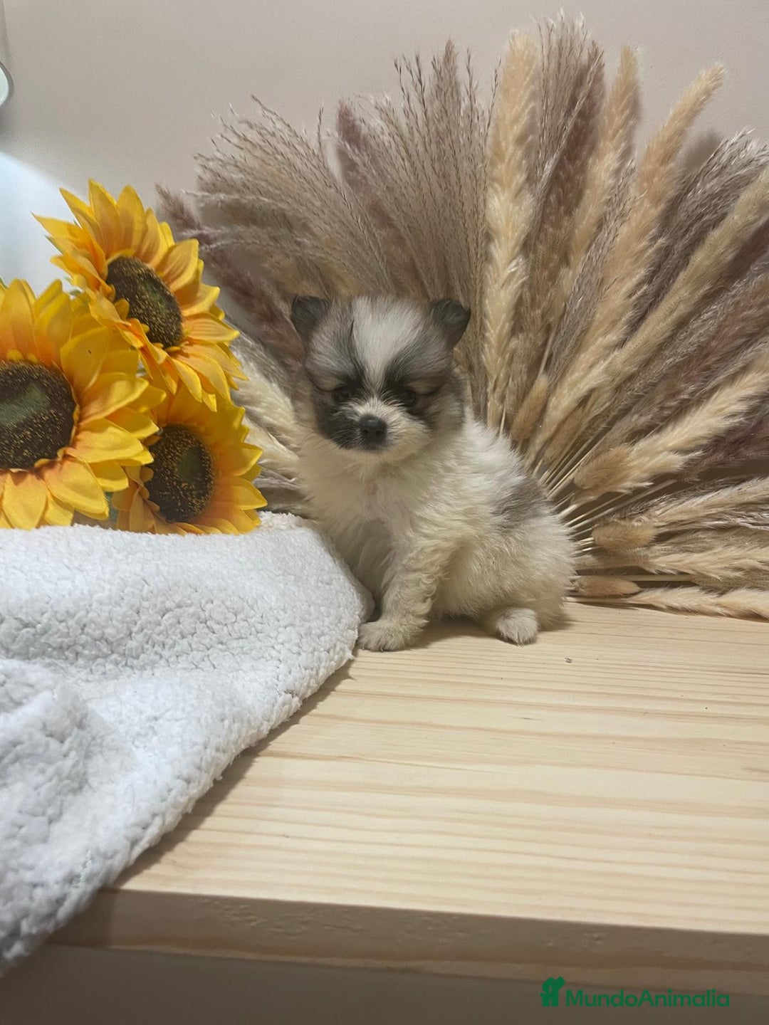 Pomerania perros en venta: lulu de pomerania  - Imagen 1