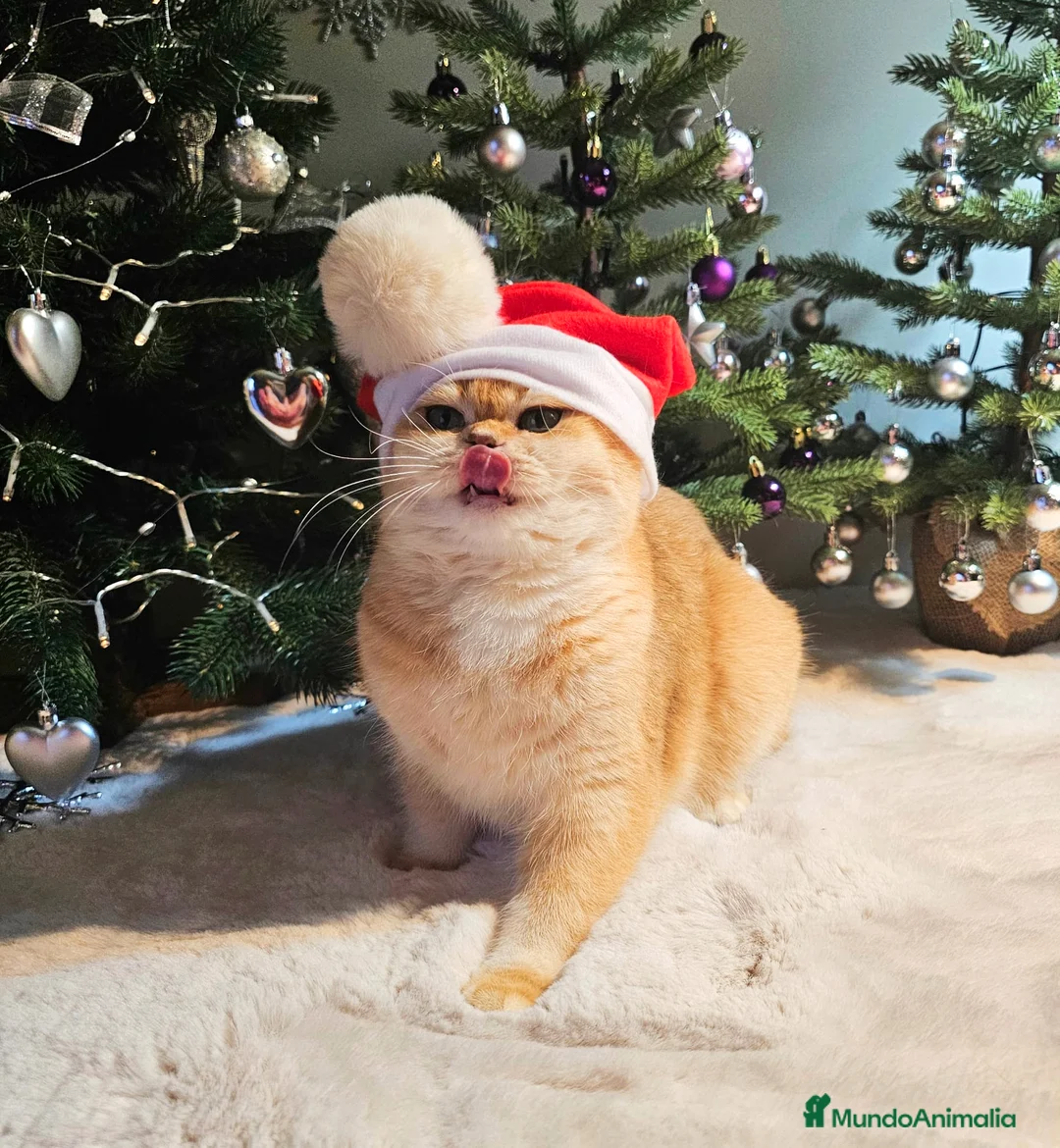 Imagen de galería {{count}}