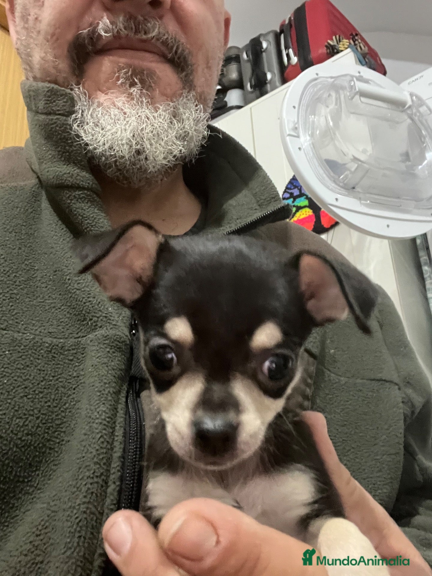 Chihuahua perros en venta: CHIHUAHUA HEMBRA  - Anuncio 1