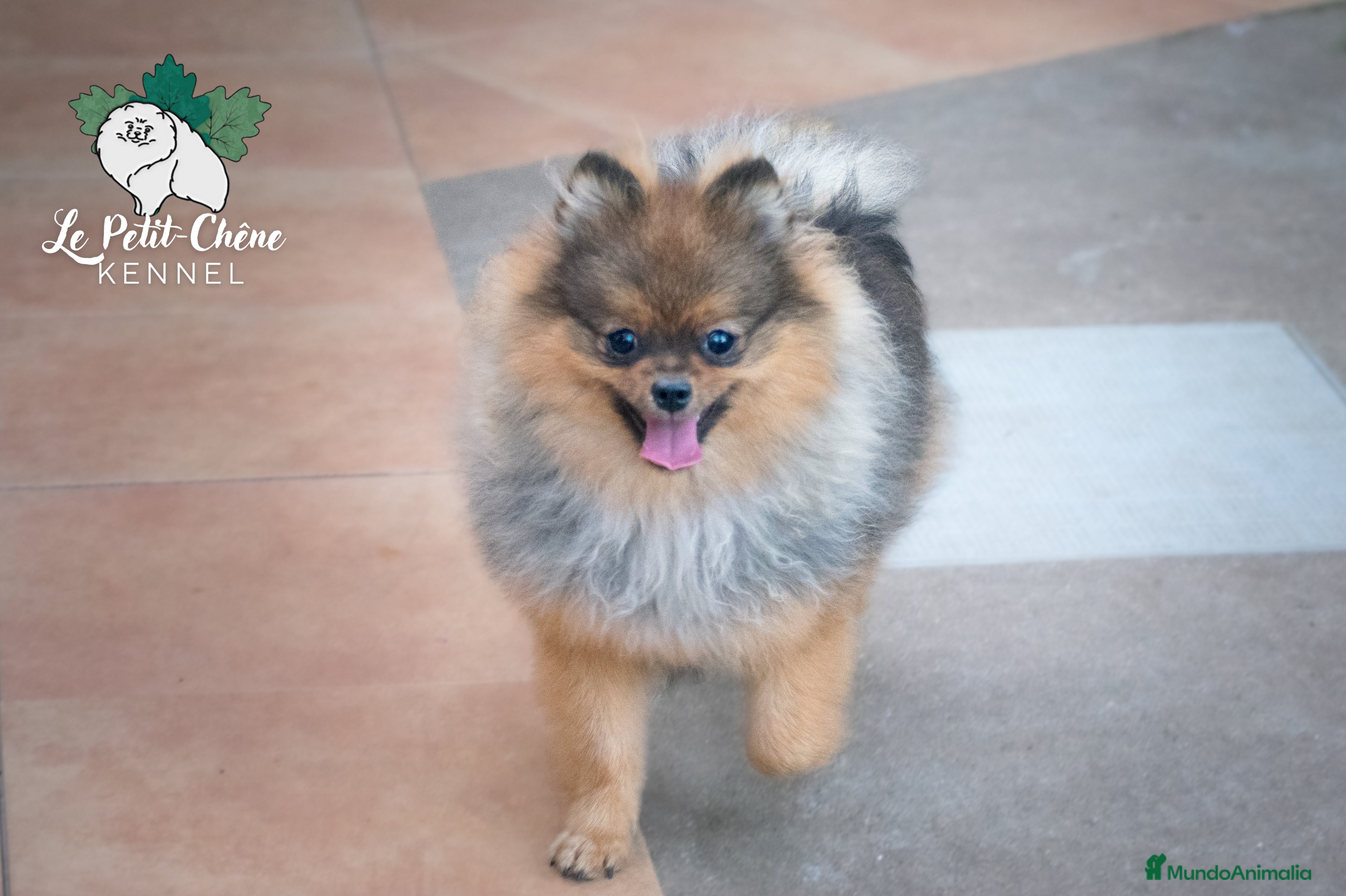 Pomerania perros Pomerania macho naranja sable - Anuncio 8