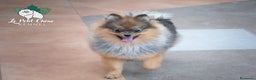 Pomerania perros en venta: Pomerania macho naranja sable - Anuncio 1