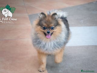 Pomerania perros Pomerania macho naranja sable - Anuncio 27