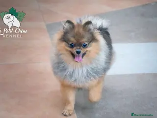 Pomerania perros Pomerania macho naranja sable - Anuncio 5