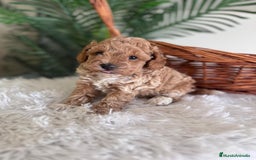 Caniche Toy perros en venta: CANICHE TOY MACHO - Imagen 8