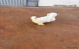Bichón Maltés perros en venta: Bichon maltés toy  - Anuncio 8