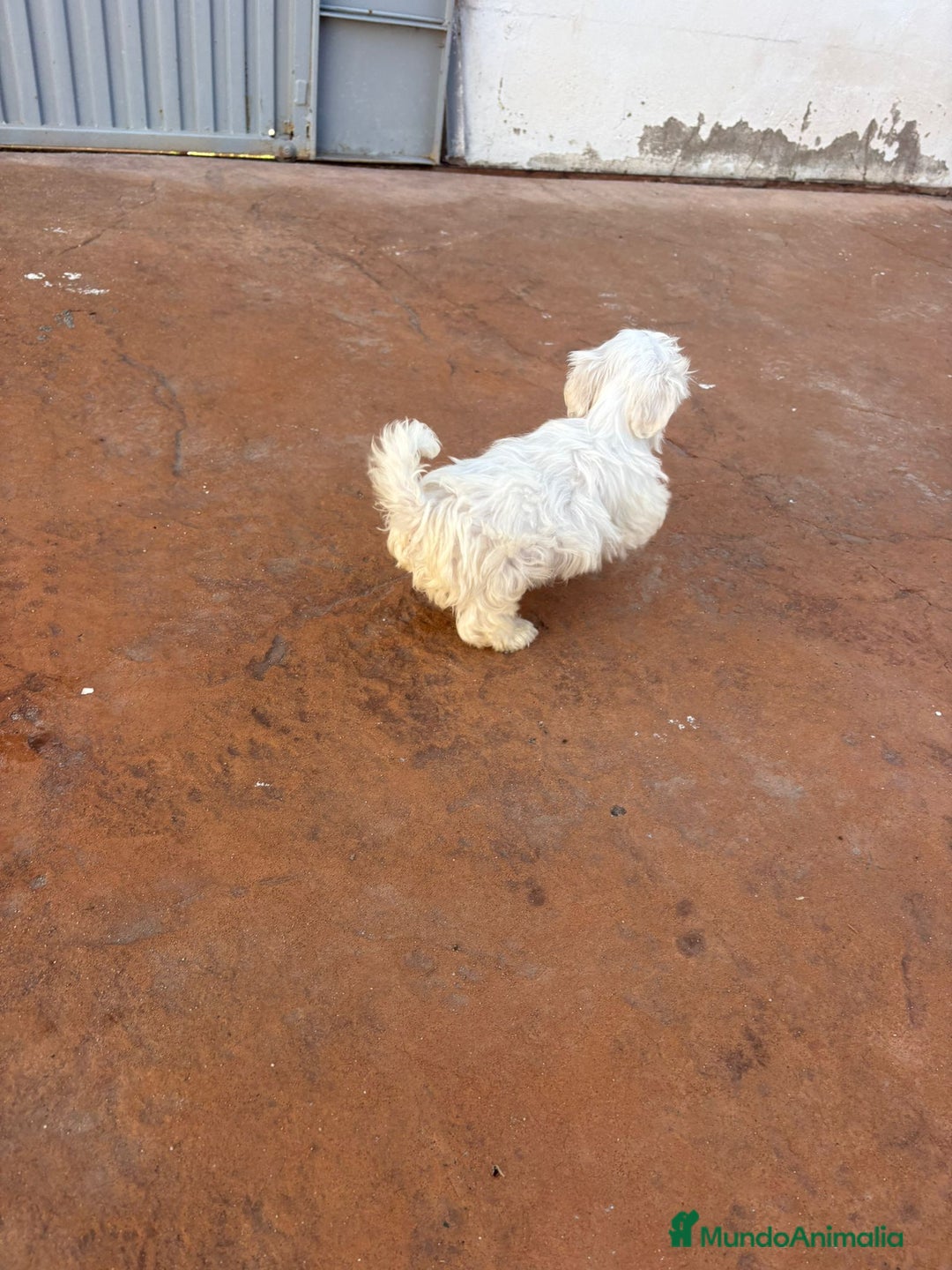 Bichón Maltés perros en venta: Bichon maltés toy  - Anuncio 8