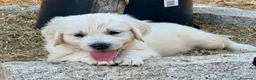 Golden Retriever perros en venta: Golden retriever  - Anuncio 9