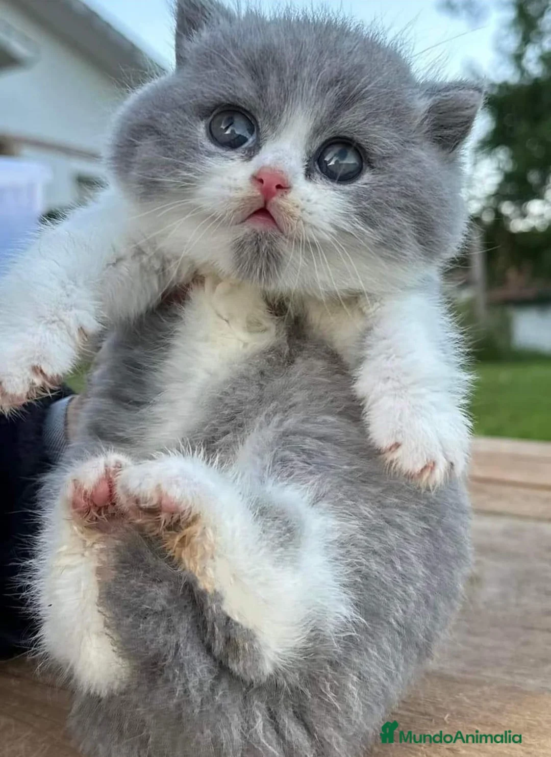 Británico de Pelo Corto gatos en venta: British shorthair - Anuncio 2