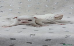Chihuahua perros en venta: Chihuahua macho y hembra  - Imagen 3