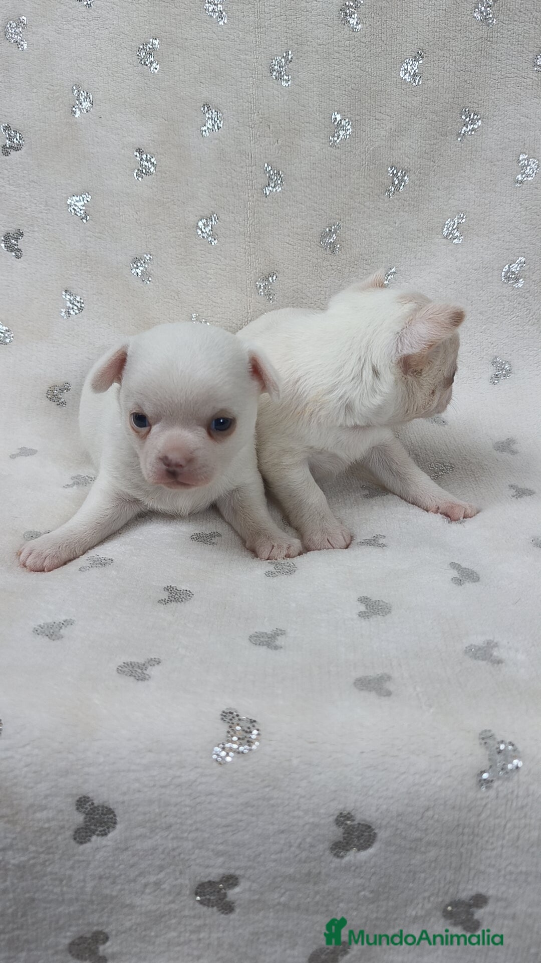 Chihuahua perros en venta: Chihuahua macho y hembra  - Imagen 3