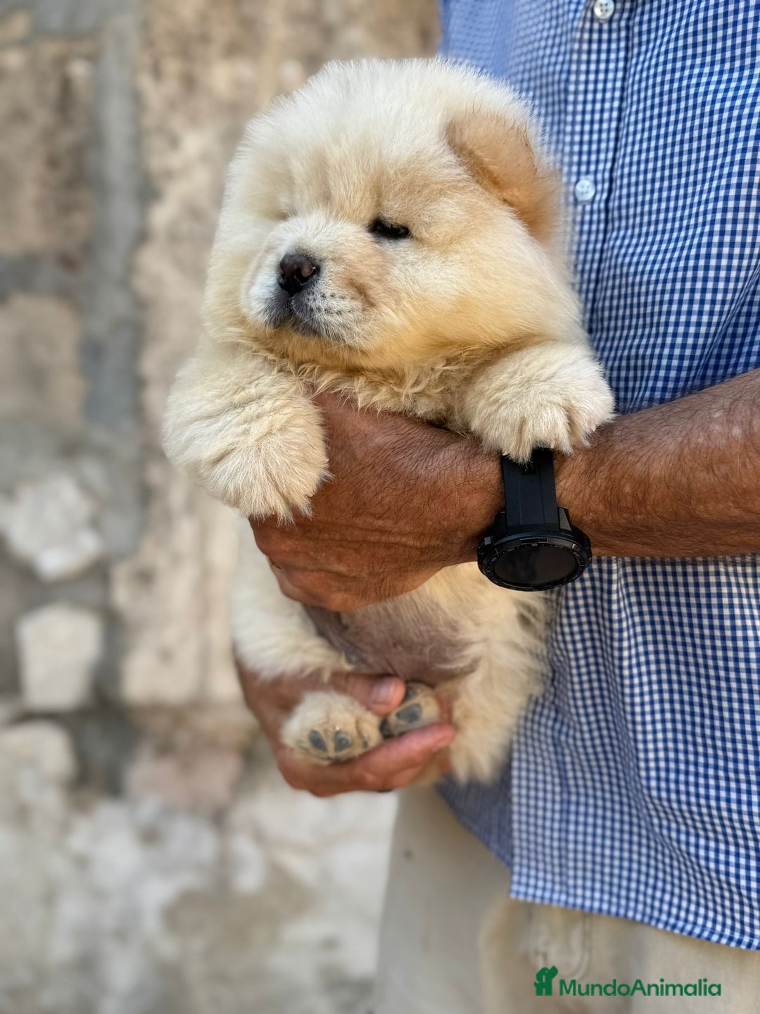 Chow Chow perros en venta: vchow chow - Anuncio 2