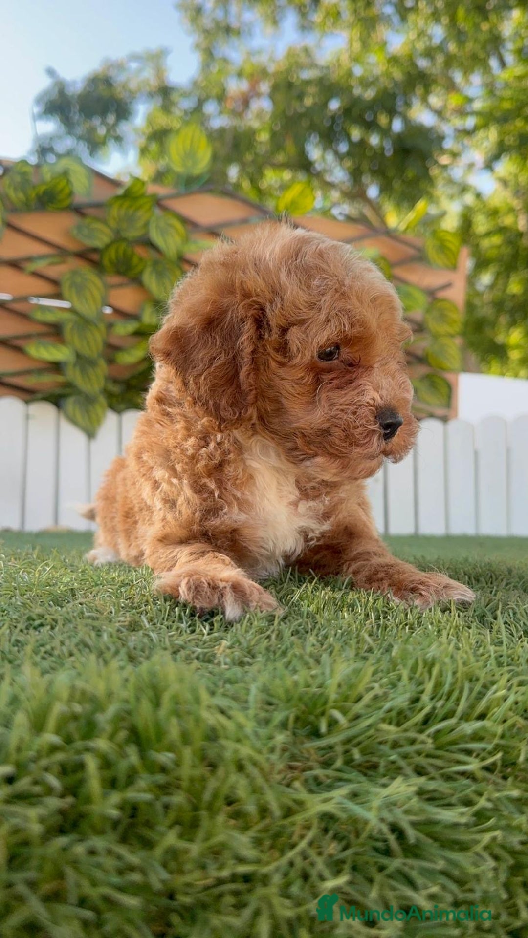 Caniche Toy perros en venta: CANICHE TOY MACHO - Imagen 8