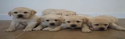 Labrador Retriever perros en venta: LABRADOR RETRIEVER - Anuncio 5