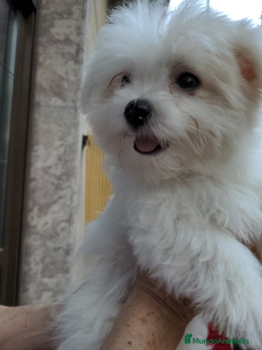 Bichón Maltés perros en venta: Camada de bichón maltés - Imagen 21