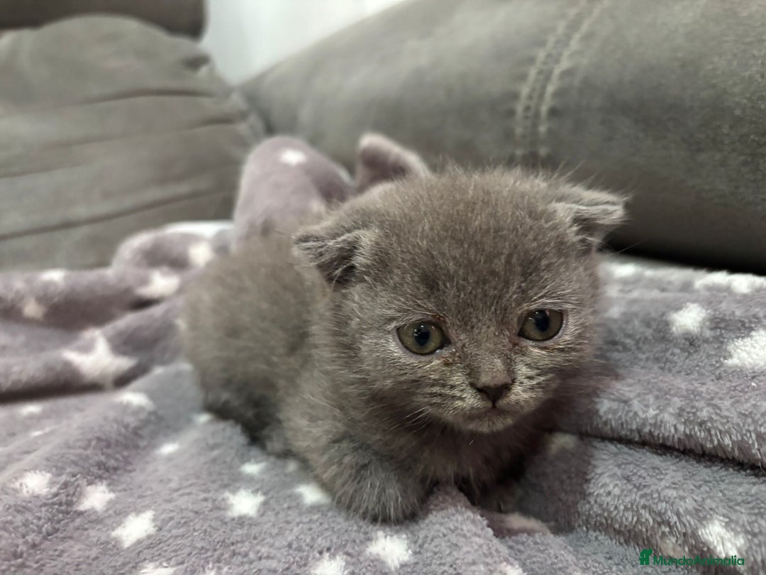 Scottish Fold gatos en venta: Scotish fold blue - Anuncio 1
