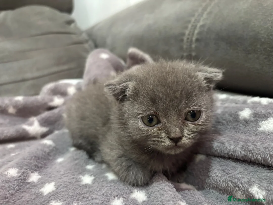Scottish Fold gatos en venta: Scotish fold blue - Anuncio 1
