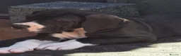 Dogo Alemán perros en venta: Dogo Aleman  - Anuncio 1