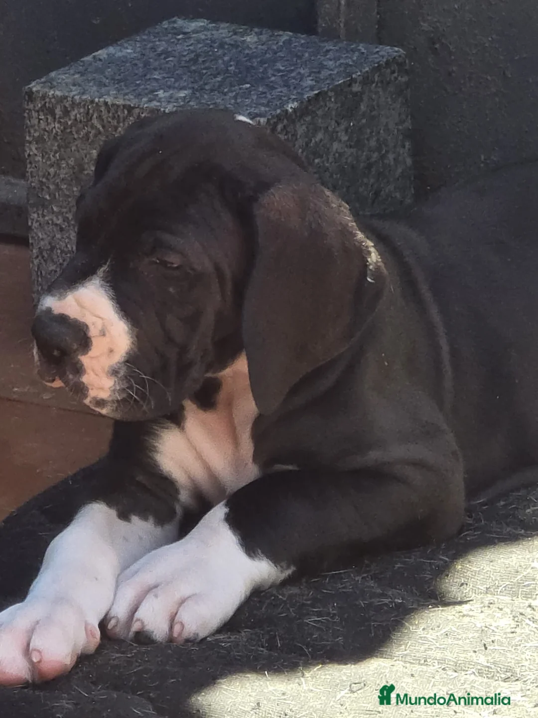 Dogo Alemán perros en venta: Dogo Aleman  - Anuncio 1