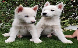 Husky Siberiano perros en venta: Husky siberiano  - Imagen 2