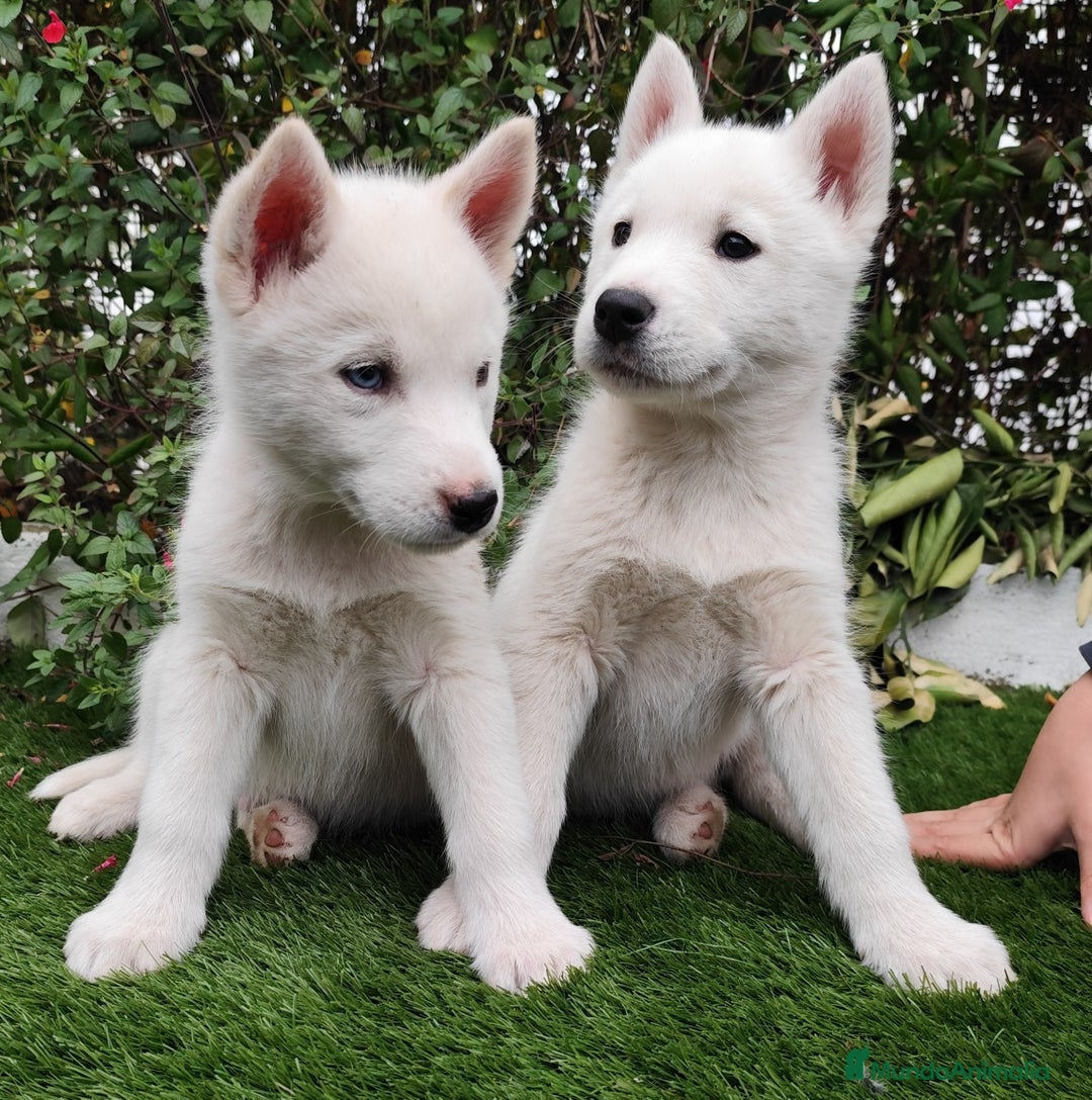 Husky Siberiano perros en venta: Husky siberiano  - Imagen 2