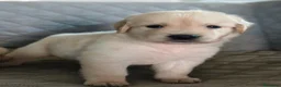 Golden Retriever perros en venta: GOLDEN RETRIEVER  - Anuncio 2