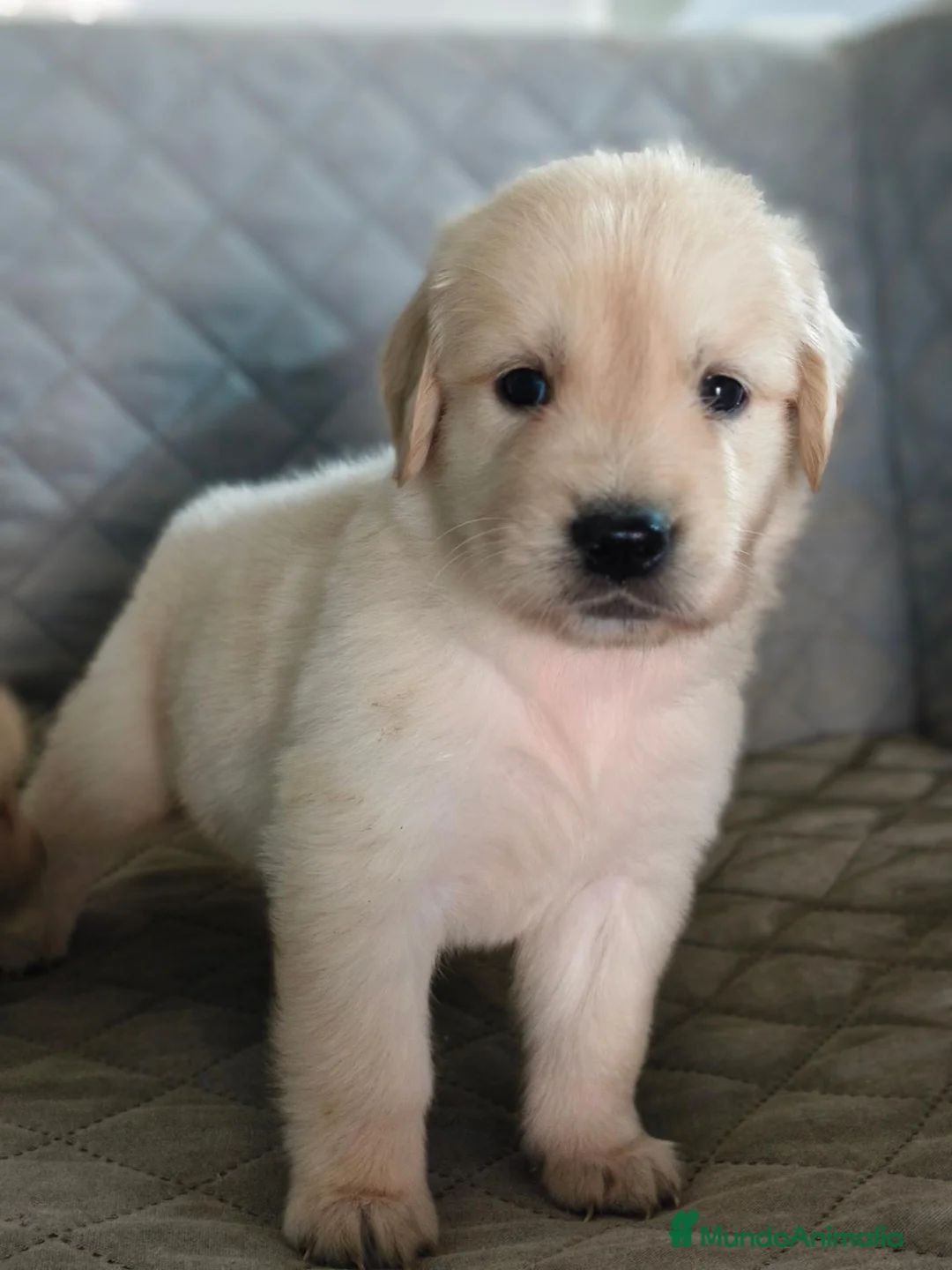 Golden Retriever perros en venta: GOLDEN RETRIEVER  - Anuncio 2