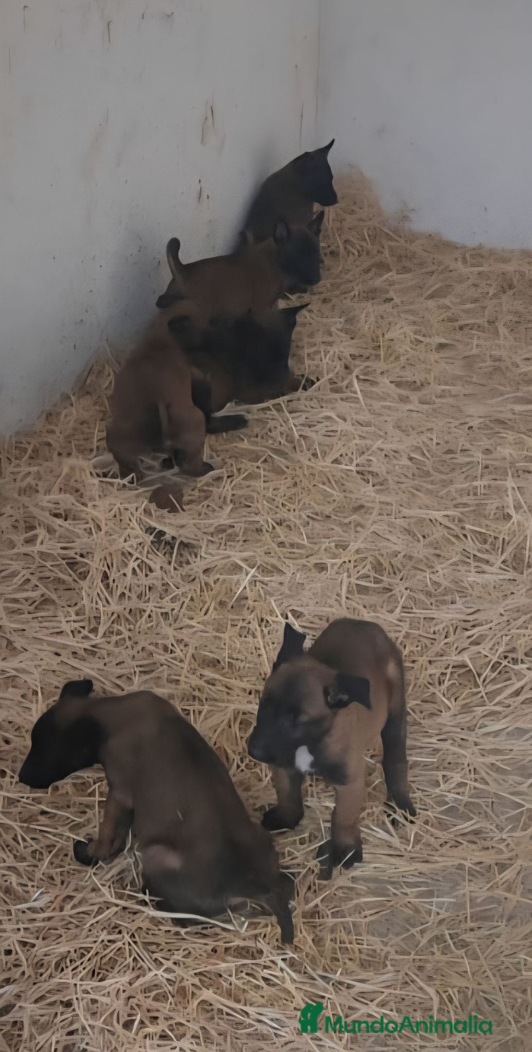 Pastor Belga Malinois perros Cachorros malinois - Anuncio 1