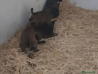 Pastor Belga Malinois perros Cachorros malinois - Anuncio 2