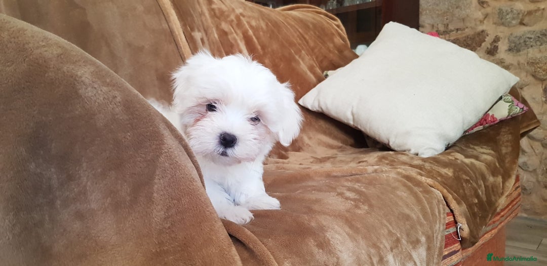 Bichón Maltés perros en venta: Bichon maltes - Imagen 2