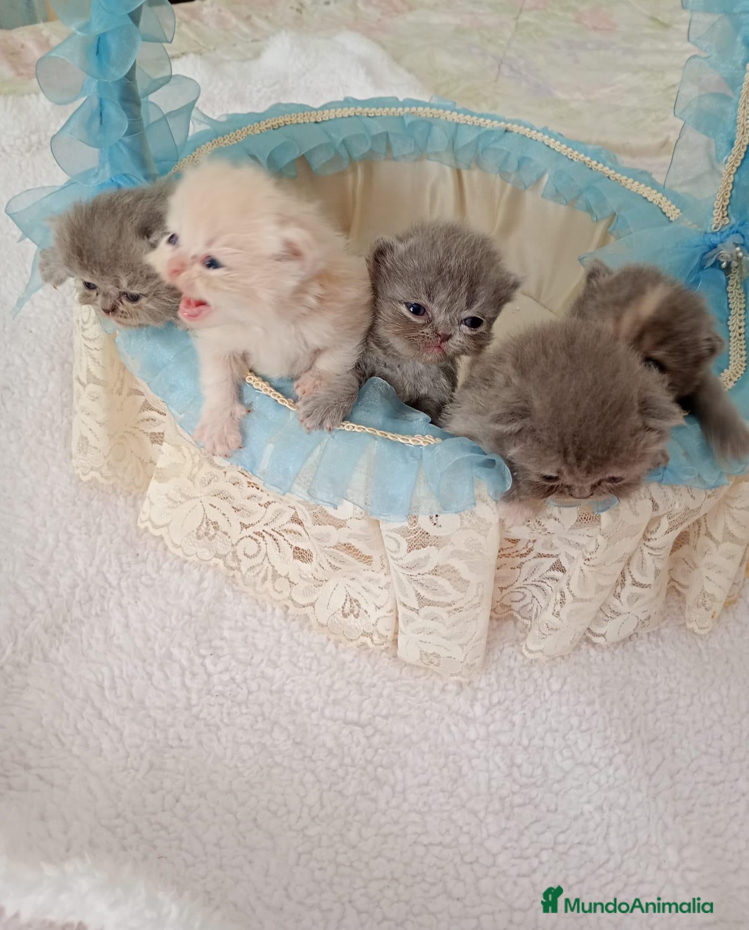 Persa gatos Gatitos persa y malayo - Anuncio 1
