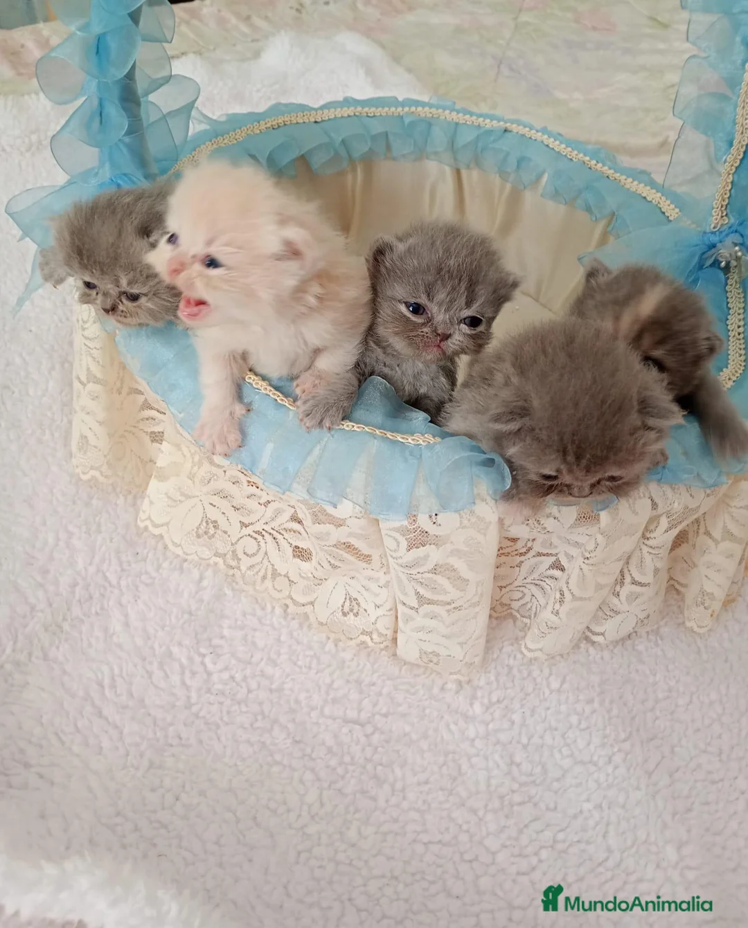 Persa gatos en venta: Gatitos persa y malayo - Anuncio 1