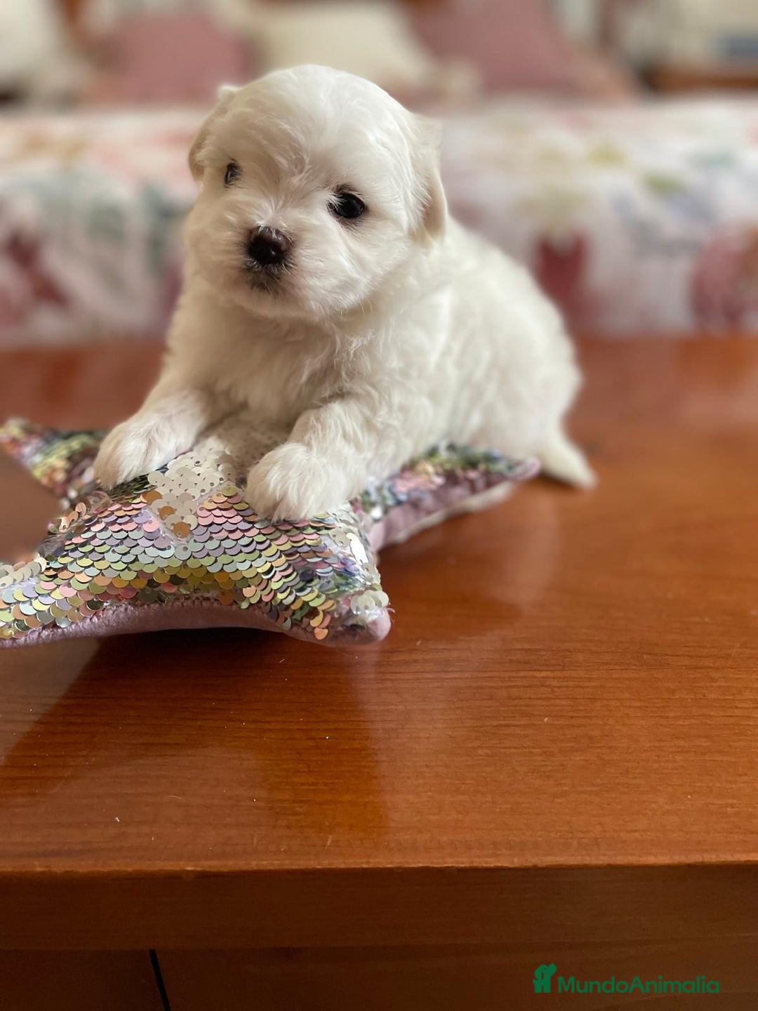 Bichón Maltés perros en venta: Bichon Maltés hembra y macho  - Imagen 11