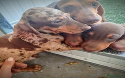 Teckel perros en venta: Teckel chocolate y Arlequín  - Imagen 14