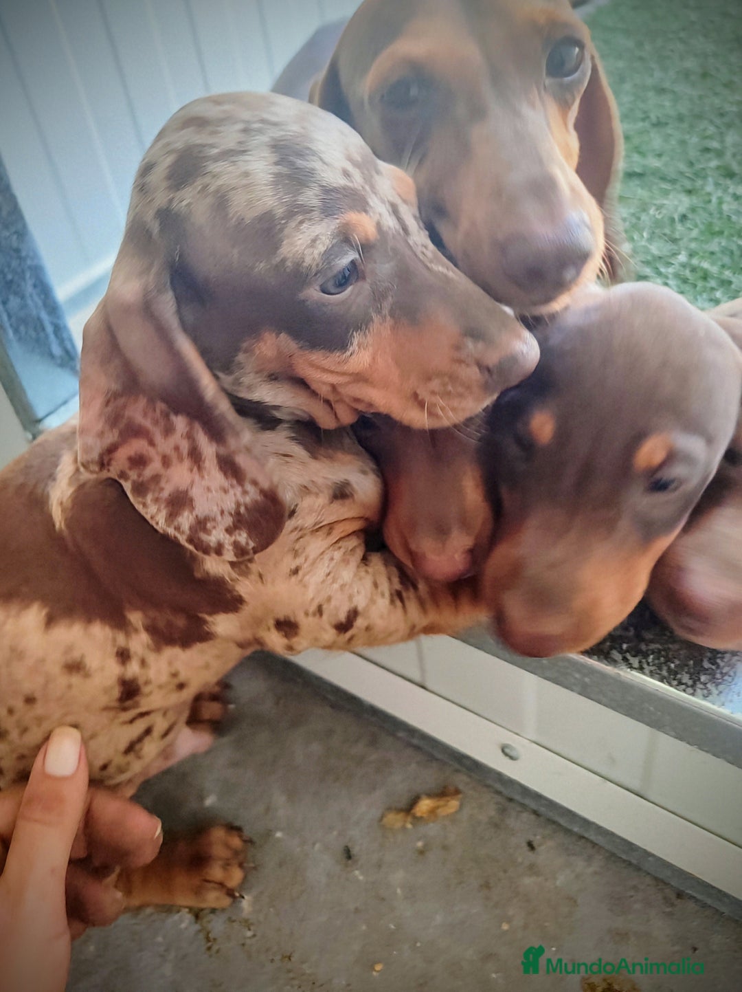 Teckel perros en venta: Teckel chocolate y Arlequín  - Imagen 14