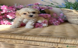 Maltipoo perros en venta: Maltipoo Tacita de Té  - Imagen 2