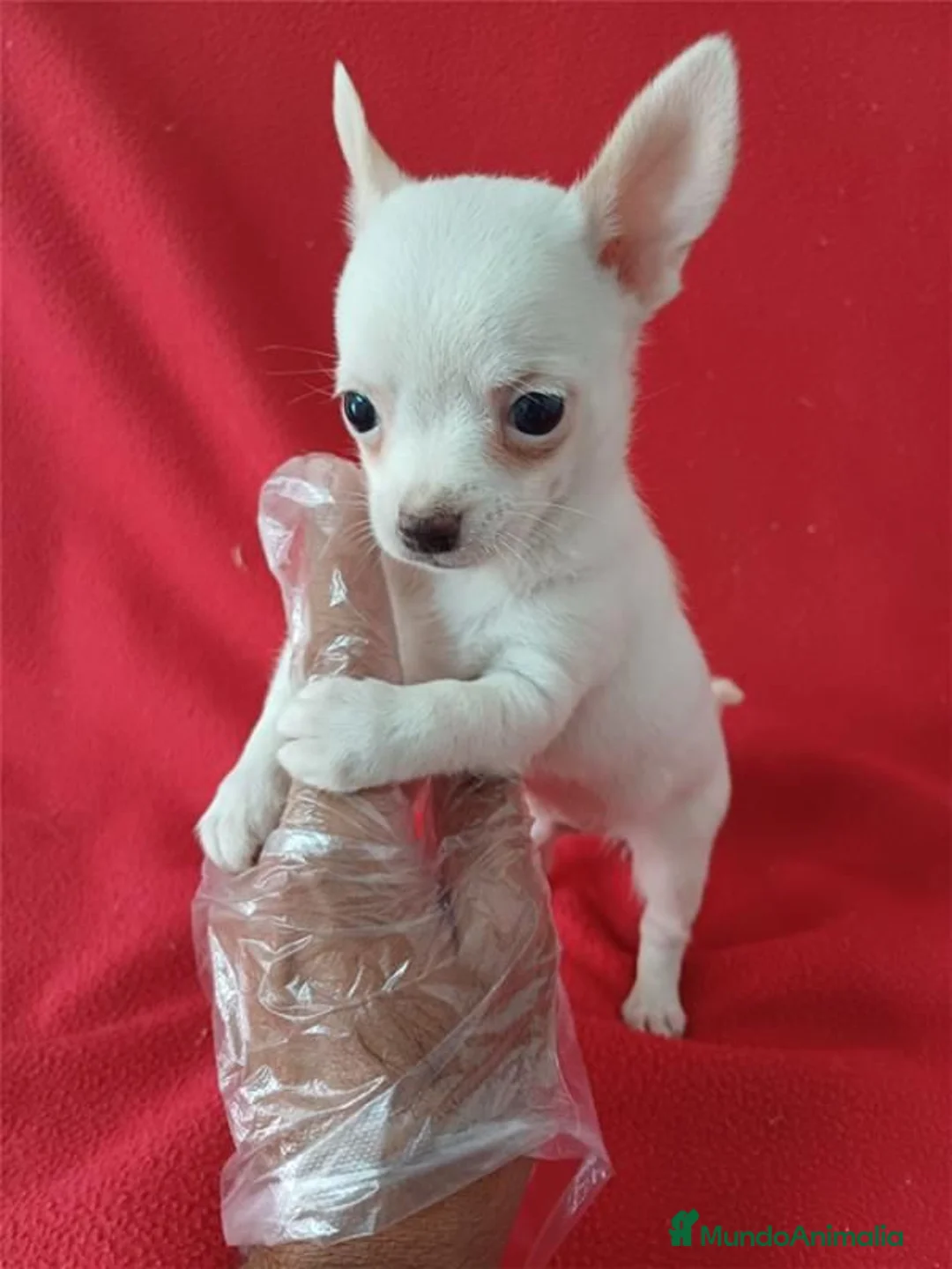 Chihuahua perros en venta: Chihuahua  - Anuncio 2