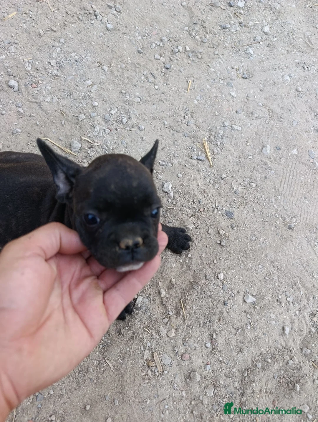 Bulldog Francés perros en venta: Preciosos bulldog francés  - Anuncio 1