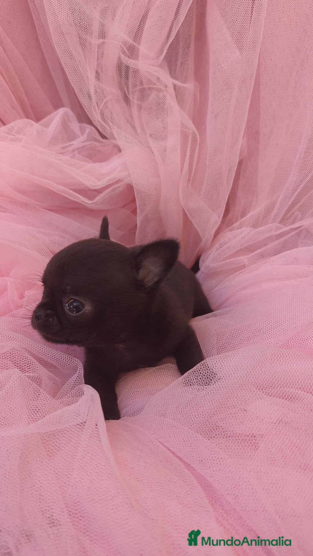 Chihuahua perros en venta: Chihuahua Toy macho Negro - Anuncio 4