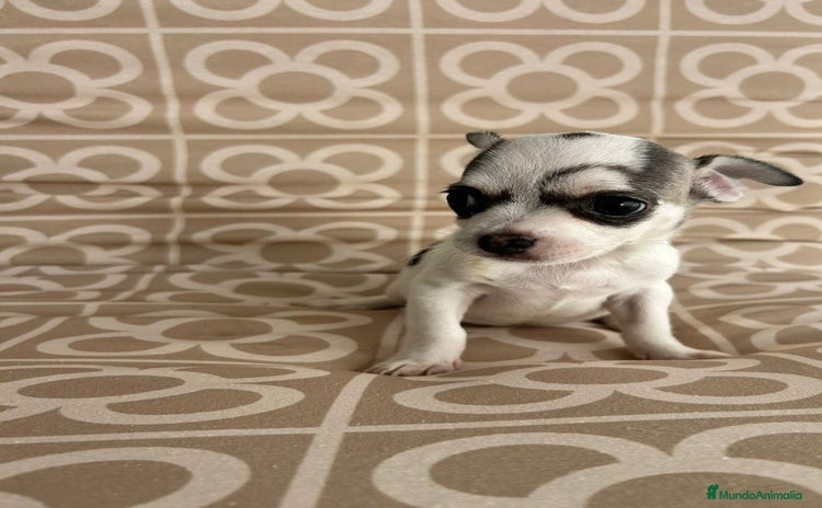 Chihuahua perros - Anuncio 1