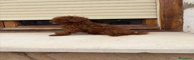 Caniche Toy 1